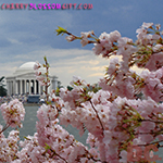 Cherry Blossom View of the Jefferson Memorial