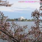 Jefferson Memorial Cherry Blossoms Photograph