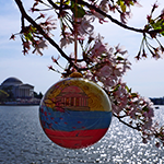 2014 Cherry Blossom Official Ornament