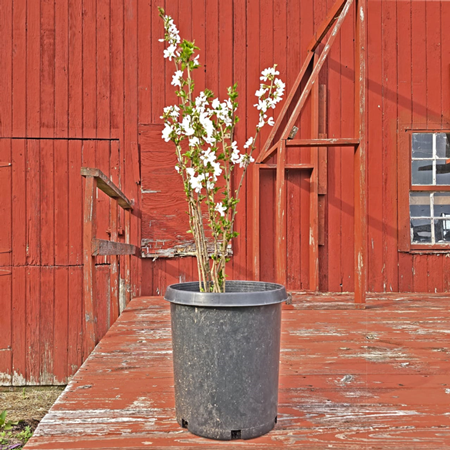 8 Pack of Weeping Cherry Blossom Tree Seedlings