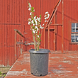 8 Pack of Weeping Cherry Blossom Tree Seedlings