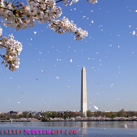 Washington Monument Cherry Blossoms Photograph