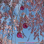 Cherry Blossom Glass Balls