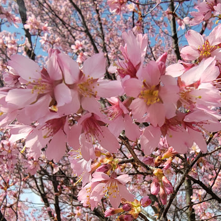 Live Japanese Okame Cherry Blossom Tree