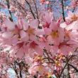 Live Japanese Okame Cherry Blossom Tree