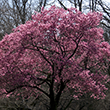 Live Japanese Okame Cherry Blossom Tree