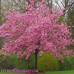 Live Kwanzan Cherry Tree