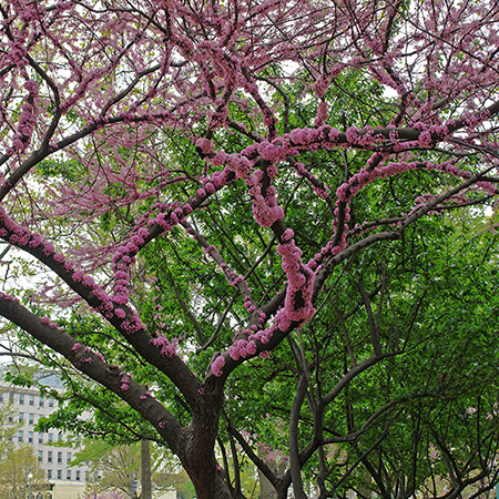 Murasaki Amerikahanazuou Sakura Blossom Tree