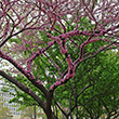 Murasaki Amerikahanazuou Sakura Blossom Tree