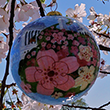 The Official 2016 National Cherry Blossom Festival Ornament