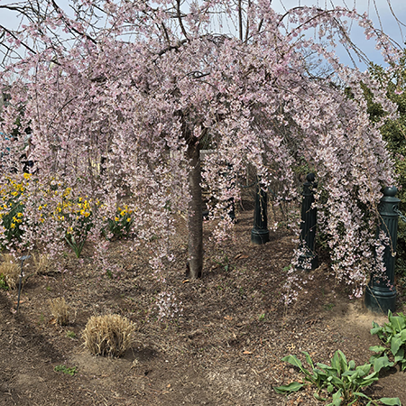 Live Weeping Japanese Cherry Tree