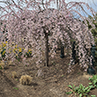 Live Weeping Japanese Cherry Tree