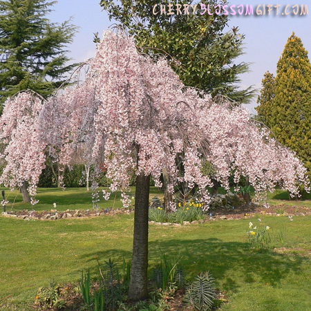 Live Weeping Japanese Cherry Tree